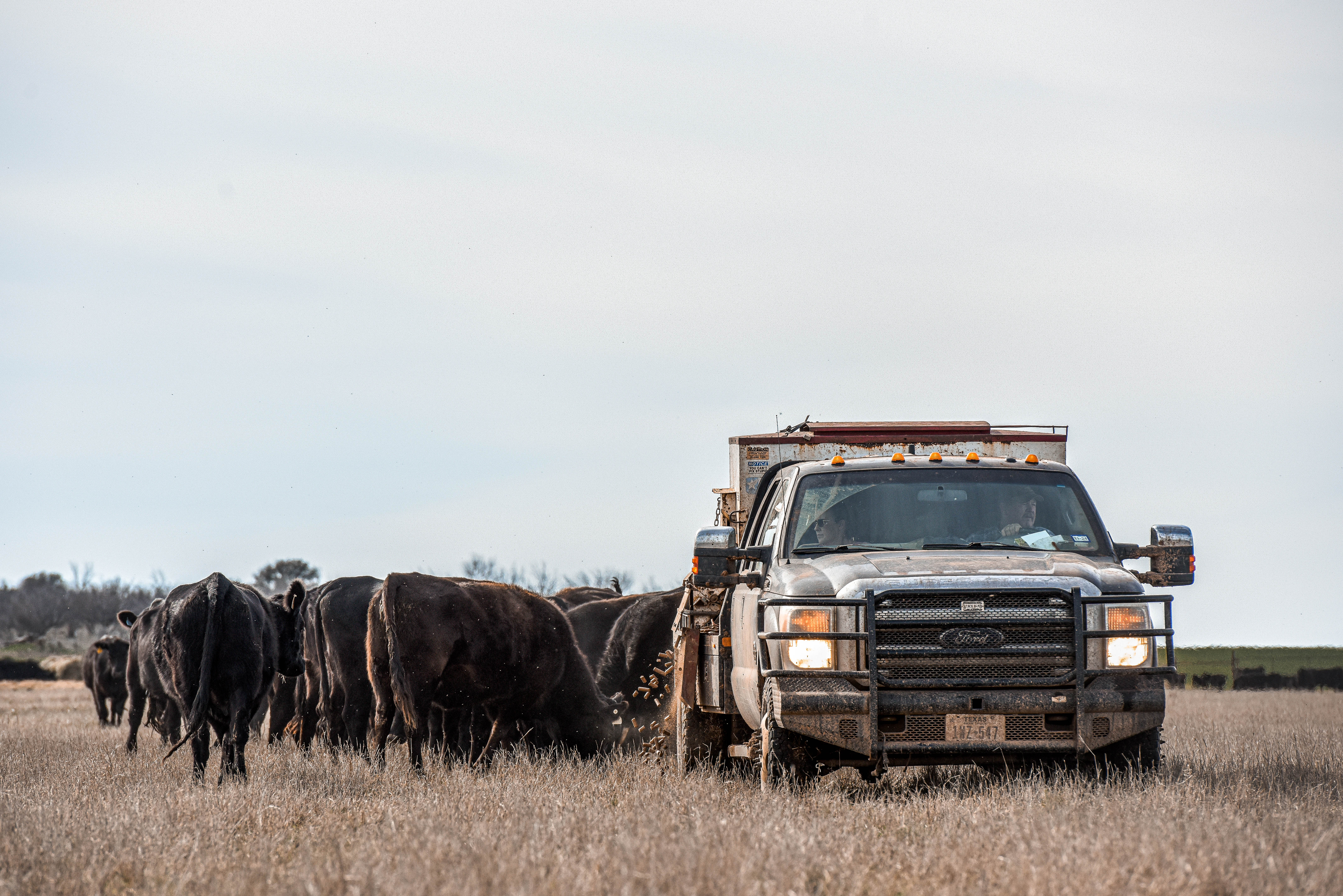 Trip Hopper DSC1751.jpg